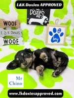 Mr Chino LH , a male Miniature Dachshund for sale in Arapahoe, CO – 5 of 10