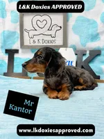 Mr Kantor 785-821-1920, a male Miniature Dachshund for sale in Arapahoe, CO – 9 of 10