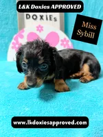 Miss Sybil 785-821-1920, a female Miniature Dachshund for sale in Arapahoe, CO – 2 of 10