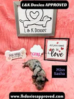 Miss Sasha Dapple LH , a female Miniature Dachshund for sale in Arapahoe, CO – 10 of 10