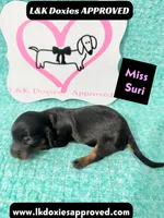 Miss Siri 785-821-1920, a female Miniature Dachshund for sale in Arapahoe, CO – 7 of 10