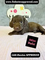 Miss Kelsi 785-821-1920, a female Miniature Dachshund for sale in Arapahoe, CO – 4 of 10