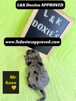Mr Kase 785-821-1920 🩵, a male Miniature Dachshund for sale in Arapahoe, CO – 9 of 10