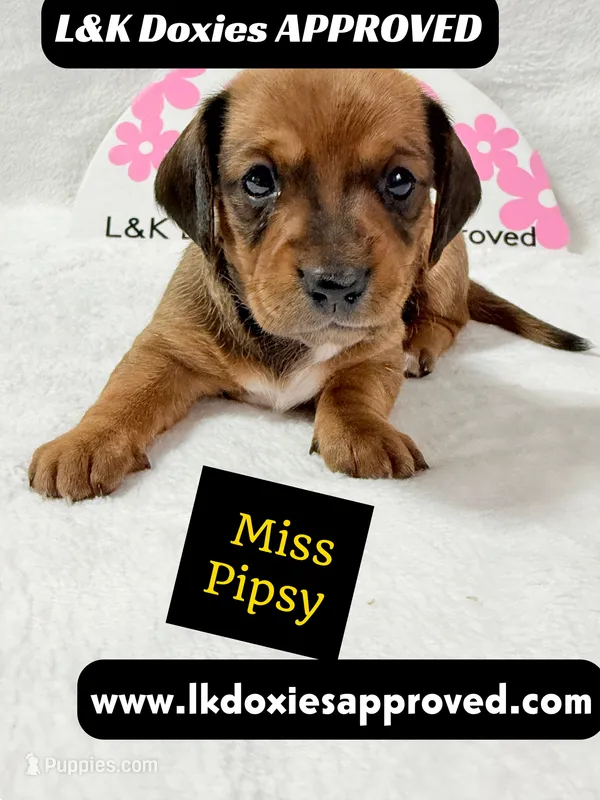 Miss Pipsy  text 785-821-1920 SH – Miniature Dachshund puppy for sale in Arapahoe, CO