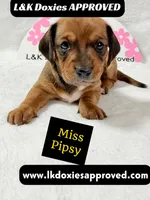 Miss Pipsy  text 785-821-1920 SH, a female Miniature Dachshund for sale in Arapahoe, CO – 1 of 9