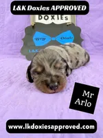 Mr Arlo, a male Miniature Dachshund for sale in Arapahoe, CO – 5 of 10