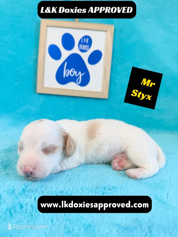 Mr Styx 785-821-1920 LH – Miniature Dachshund puppy for sale in Arapahoe, CO