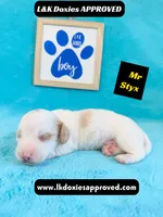 Mr Styx 785-821-1920 LH, a male Miniature Dachshund for sale in Arapahoe, CO – 1 of 10