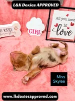 Miss Skylee Dapple LH , a female Miniature Dachshund for sale in Arapahoe, CO – 2 of 10