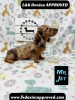 Mr Jett 785-821-1920, a male Miniature Dachshund for sale in Arapahoe, CO – 6 of 10