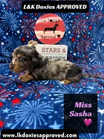 Miss Sasha , a female Miniature Dachshund for sale in Arapahoe, CO – 10 of 10
