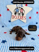 Mr Jenson, a male Miniature Dachshund for sale in Arapahoe, CO – 4 of 10