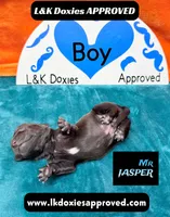 Mr Jasper, a male Miniature Dachshund for sale in Arapahoe, CO – Photo 7 of 10