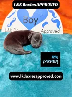 Mr Jasper, a male Miniature Dachshund for sale in Arapahoe, CO – Photo 9 of 10