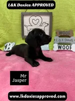 Mr Jasper 🧡, a male Miniature Dachshund for sale in Arapahoe, CO – 5 of 5