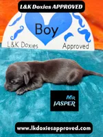 Mr Jasper, a male Miniature Dachshund for sale in Arapahoe, CO – Photo 10 of 10