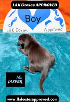 Mr Jasper, a male Miniature Dachshund for sale in Arapahoe, CO – Photo 5 of 10