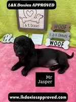 Mr Jasper 🧡, a male Miniature Dachshund for sale in Arapahoe, CO – 4 of 5