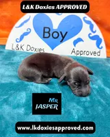 Mr Jasper, a male Miniature Dachshund for sale in Arapahoe, CO – Photo 8 of 10