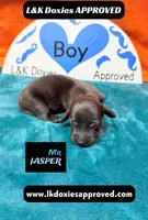 Mr Jasper, a male Miniature Dachshund for sale in Arapahoe, CO – Photo 6 of 10