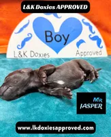 Mr Jasper, a male Miniature Dachshund for sale in Arapahoe, CO – Photo 2 of 10