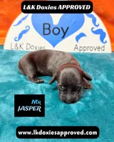 Mr Jasper, a male Miniature Dachshund for sale in Arapahoe, CO – Photo 3 of 10