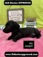 Mr Jasper 🧡, a male Miniature Dachshund for sale in Arapahoe, CO – 3 of 5