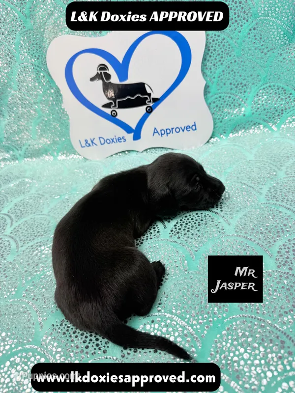 Mr Jasper – Miniature Dachshund puppy for sale in Arapahoe, CO