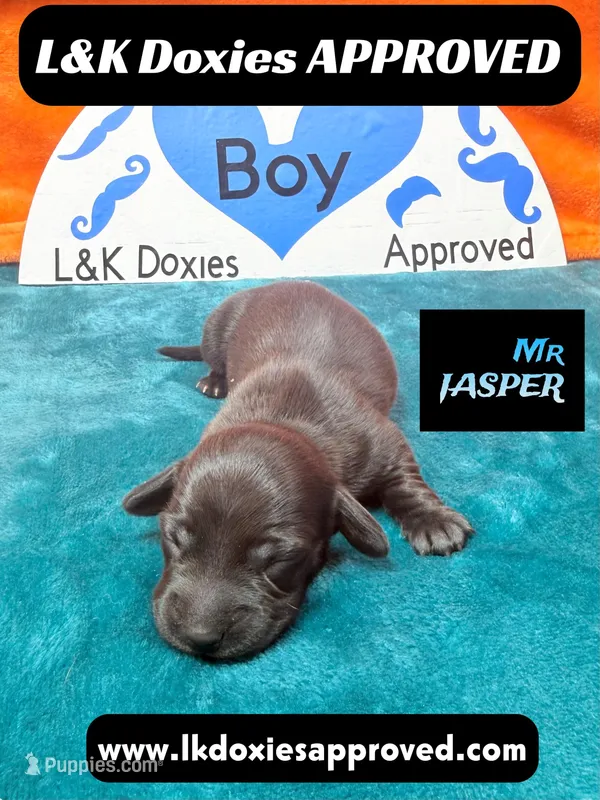 Mr Jasper – Miniature Dachshund puppy for sale in Arapahoe, CO