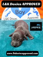 Mr Jasper, a male Miniature Dachshund for sale in Arapahoe, CO – Photo 1 of 10