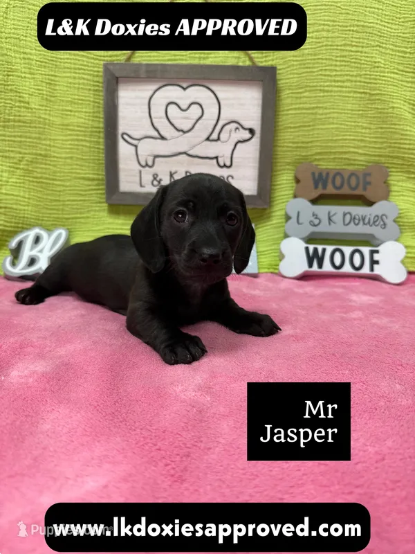 Mr Jasper 🧡 – Miniature Dachshund puppy for sale in Arapahoe, CO