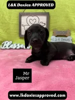 Mr Jasper 🧡, a male Miniature Dachshund for sale in Arapahoe, CO – 2 of 5
