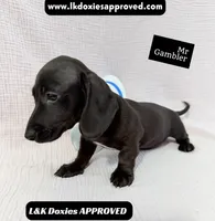 Mr Gambler SH ❤️, a male Miniature Dachshund for sale in Arapahoe, CO – 10 of 10