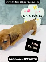 Miss Kadett 785-821-1920, a female Miniature Dachshund for sale in Arapahoe, CO – 1 of 10