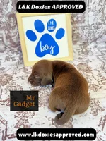 Mr Gadget SH , a male Miniature Dachshund for sale in Arapahoe, CO – 6 of 10