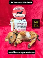 Mr Elk NON DAPPLE GUY, a male Miniature Dachshund for sale in Arapahoe, CO – 6 of 10