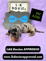 Mr AJay 785-821-1920, a male Miniature Dachshund for sale in Arapahoe, CO – 8 of 10