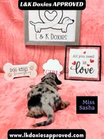Miss Sasha Dapple LH , a female Miniature Dachshund for sale in Arapahoe, CO – 3 of 10