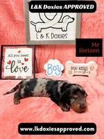 Mr Stetson Dapple LH , a male Miniature Dachshund for sale in Arapahoe, CO – 4 of 10