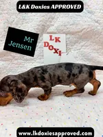 Mr Jenson 💙, a male Miniature Dachshund for sale in Arapahoe, CO – 7 of 10