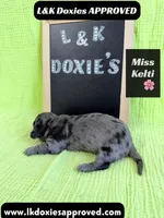 Miss Kelti 🩷785-821-1920, a female Miniature Dachshund for sale in Arapahoe, CO – 4 of 10