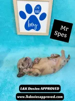 Mr Specs 785-821-1920 LH , a male Miniature Dachshund for sale in Arapahoe, CO – 9 of 10
