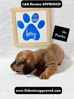 Mr Pumba 785-821-1920, a male Miniature Dachshund for sale in Arapahoe, CO – 7 of 10