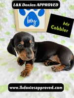 Mr Cobler 785-821-1920 SH, a male Miniature Dachshund for sale in Arapahoe, CO – 10 of 10