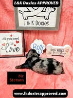 Mr Stetson Dapple LH , a male Miniature Dachshund for sale in Arapahoe, CO – 6 of 10