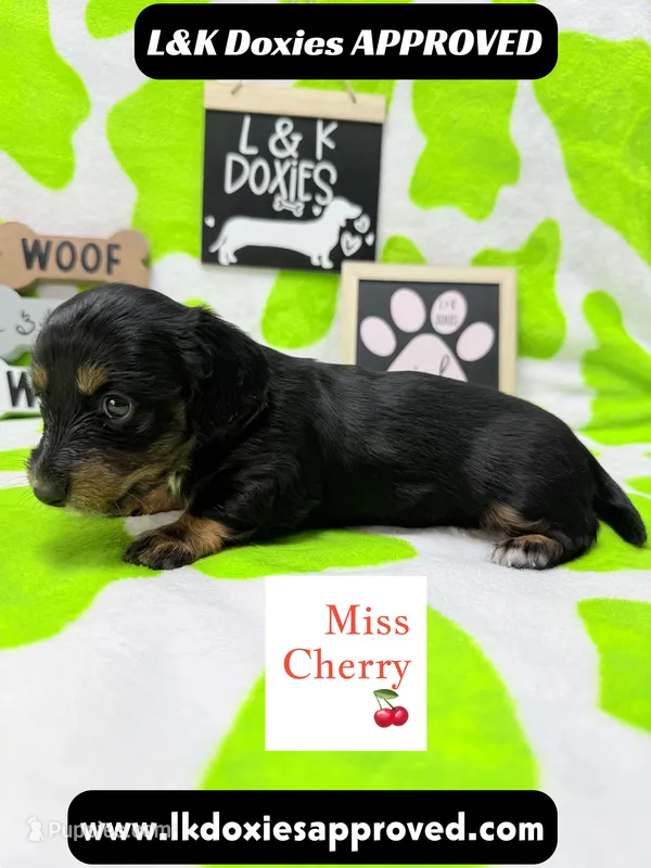 Miss Cherry 🍒LH 785-821-1920 – Miniature Dachshund puppy for sale in Arapahoe, CO