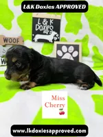 Miss Cherry 🍒LH 785-821-1920, a female Miniature Dachshund for sale in Arapahoe, CO – 1 of 10