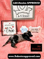 Mr Stetson Dapple LH , a male Miniature Dachshund for sale in Arapahoe, CO – 7 of 10