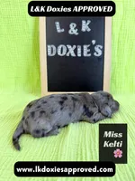 Miss Kelti 🩷785-821-1920, a female Miniature Dachshund for sale in Arapahoe, CO – 8 of 10