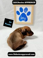 Mr Pumba 785-821-1920, a male Miniature Dachshund for sale in Arapahoe, CO – 3 of 10